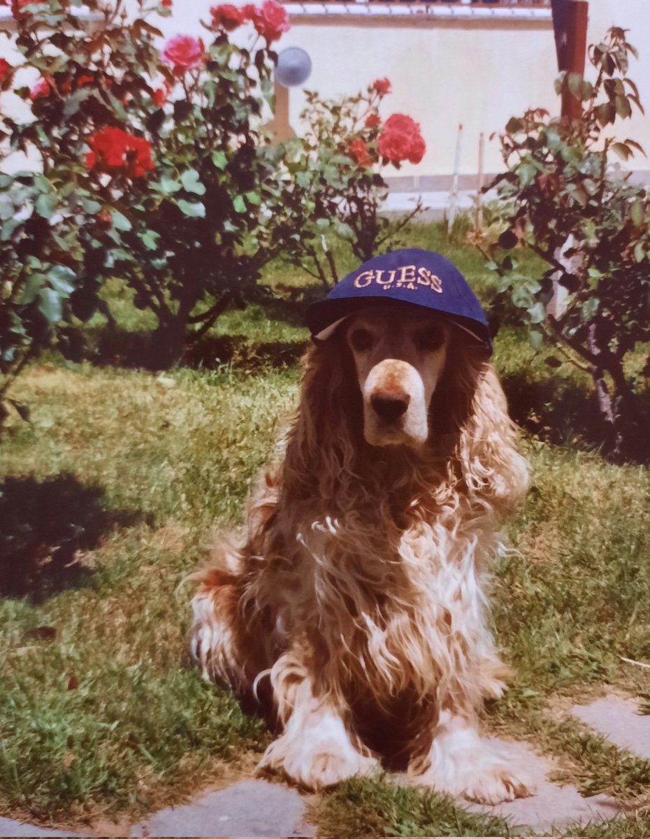 anibalchampagna's tweet photo. Mi hermanito menor y su oufit cool 🕶🧢
Mi amado Dino 🐕❤ siempre tan presente🐾
#cockerspaniels #cocker #cockerinstagram
#cockerspanielofamerica #mundococker #cockerspanielworld #cockerspanielclub #cockerspanielargentina #cockerspaniellovers #cockerspanielrules #cockers https://t.co/zkImLOTcj2