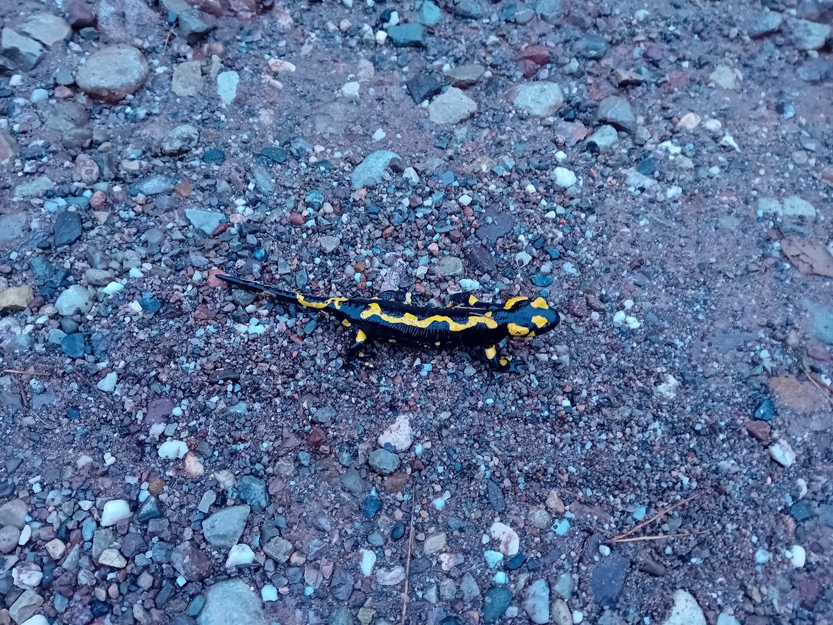 Tornen les pluges i ja tenim aquí una salamandra que treu el cap, fantàstic!