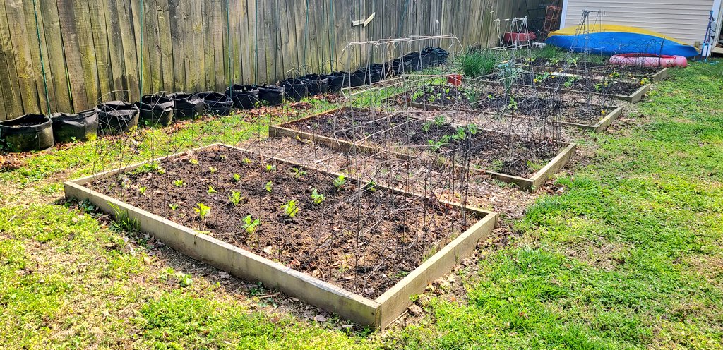 The spring garden is up and growing. Lettuce, kale, spinach, cauliflower, chard, collards, carrots, radishes, potatos, onions, bok choi, and peas.