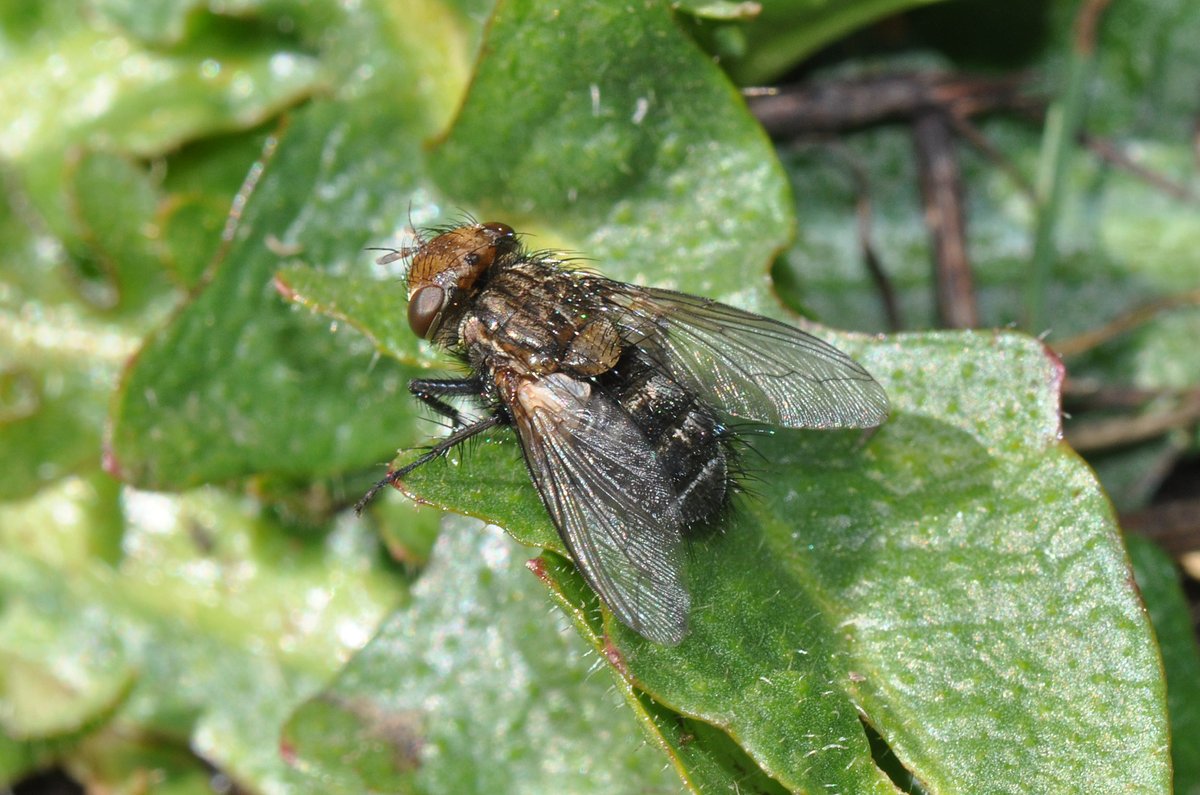 Spotted this Gonia picea tachinid fly on the Malverns Hills yesterday - the summit of North Hill is where large numbers of these flies can be seen hilltopping @gailashton @Ecoentogeek @StevenFalk1 #FliesofBritainandIreland @WorcsWT @MalvHillsTrust