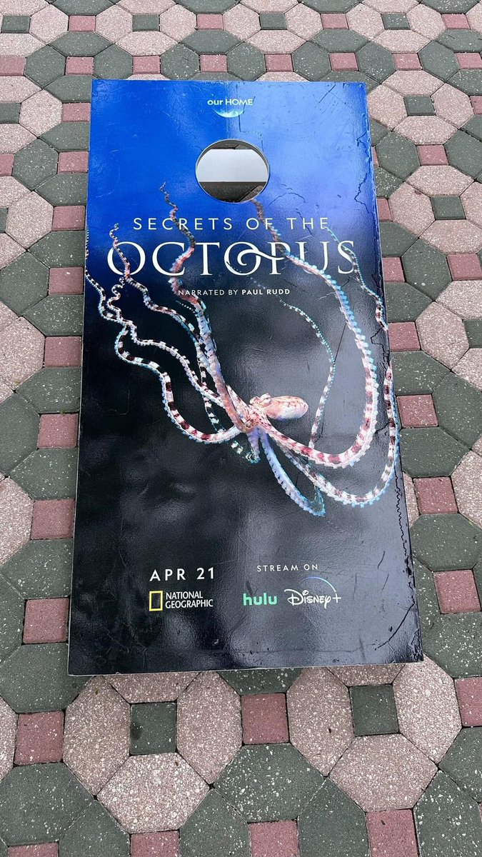 😱🎉 Ahhhhh! It’s happening! Octopuses are appearing all over DisneyWorld/Land! If you’re staying on property check out these octo-cornhole covers. Counting down the days till secrets of the octopus premiering  4/21 🐙  #SecretsOfTheOctopus 

Octopus fans rejoice!