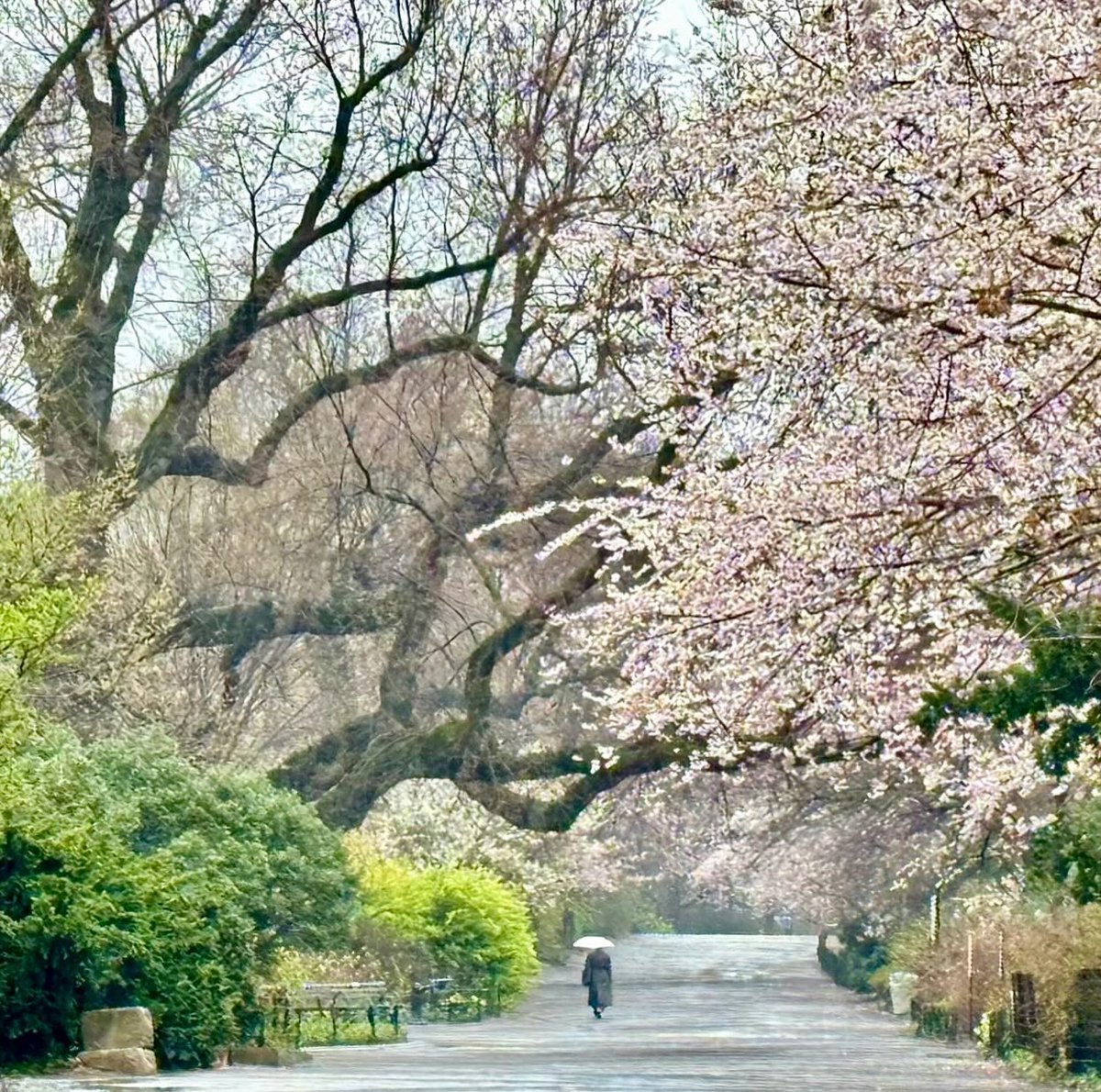 💚 🌸🌸🌸 Cherry blossom season Jacqueline Onassis Reservoir E 91st #nyc #centralpark #ny1pic #photograghy