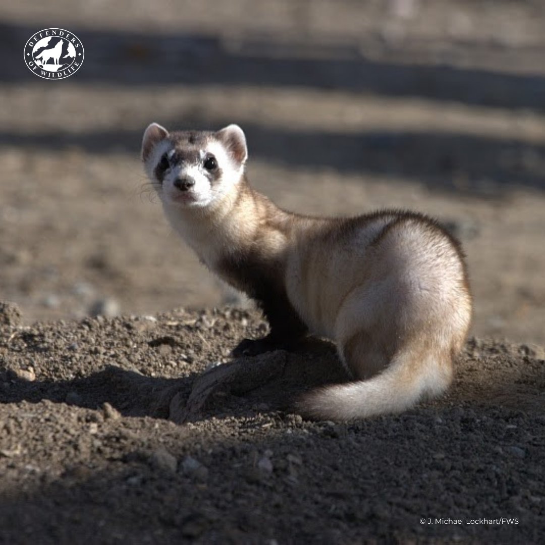 Happy #NationalFerretDay! The black-footed ferret spends about 90% of their time underground, where they eat, sleep and raise their young in prairie dog burrows. By 5 or 6 months old, the kits are independent and will disperse to their own territories.