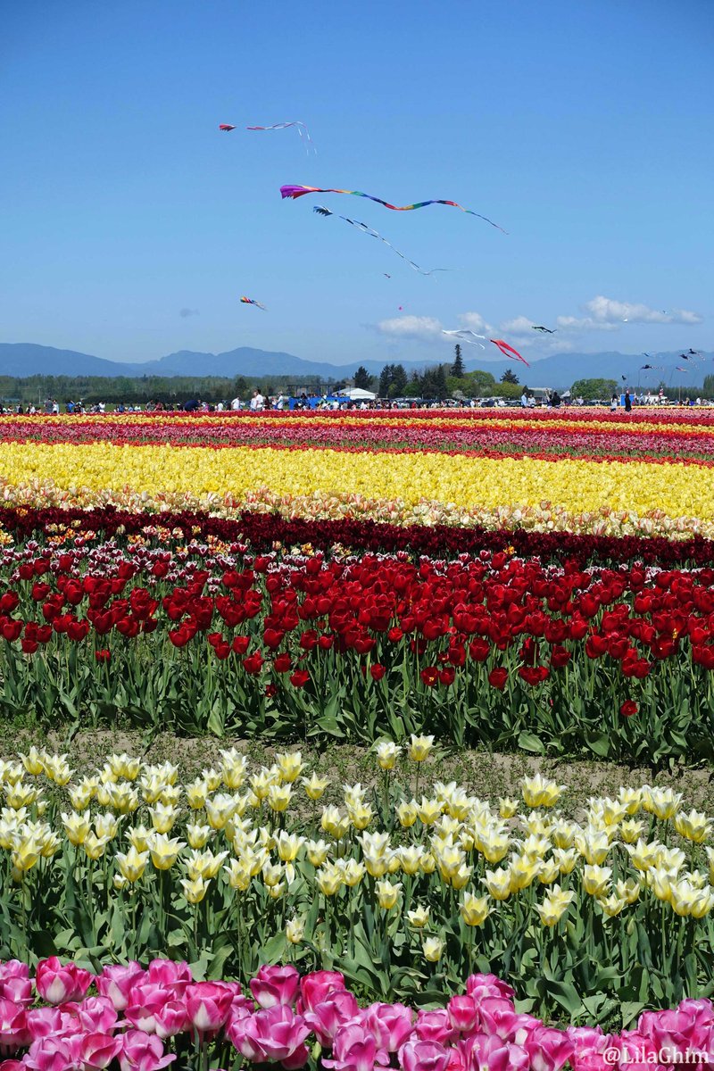 Lila Ghim🚢 tweet media