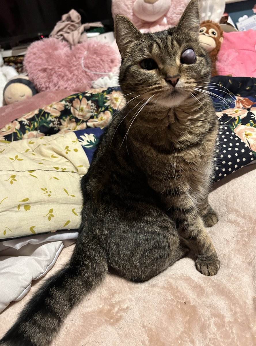 just heard the words “keisha” “blood test” “vet tomorrow” in the same sentence besties . i’m gonna smile and nod and pretend i didn’t hear that