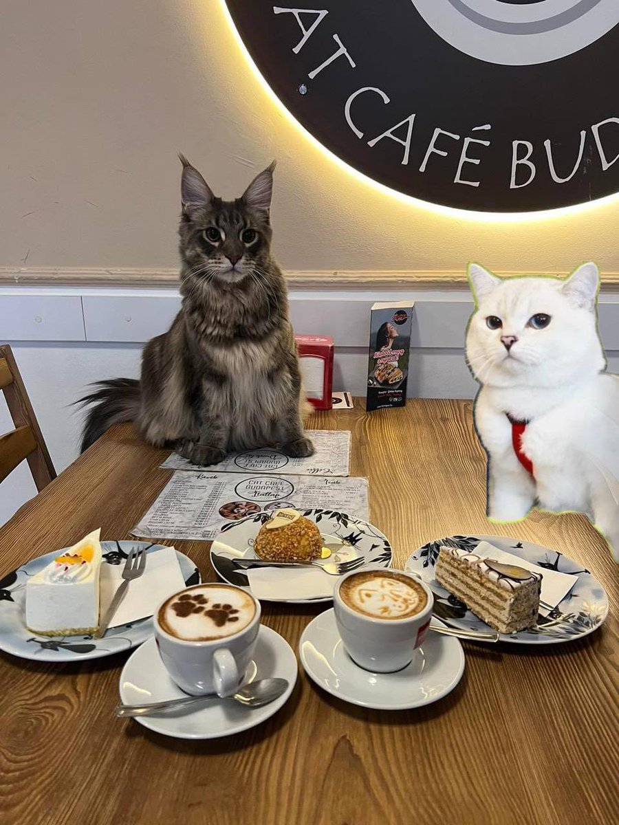 <a href="/littlemustacho/">Little Mustacho 🐕</a> Agree fam $wcc $sc best friend n confirmed.. wouldn’t fade 
<a href="/WCConSol/">White Coffee Cat 😼🛹</a> $popcat $mew