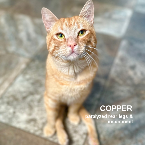 This is Copper. He’s 3 years 7 months-old and plays like a 3 month-old kitten. He loves to chase things, especially spring toys. Copper gets along well with other kitties, and loves human attention. Copper tries to use the litter box some of the time. #snapcats #specialneedscats