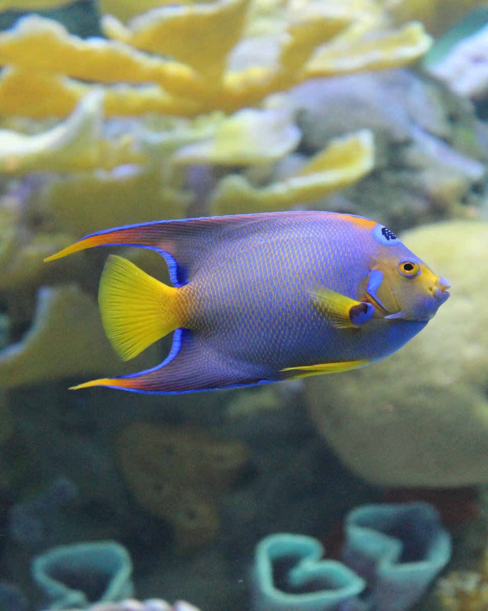 📣Dive into the Caribbean Sea exhibit with our #SCUBA diver! 🦈Join us for Discovery Dive: Sharks! Happening live on April 17th, 12-12:45pm CST. 🔗 Sign up now! bit.ly/2M2k6f7 #VirtualLearning #STEMEducation #DiscoverSharks #Teachers #ScienceEducation