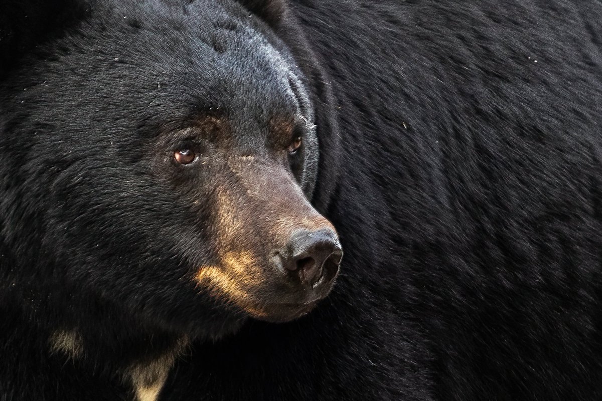 A black bear in #JasperNationalPark.

#blackbear #myjasper #explorealberta