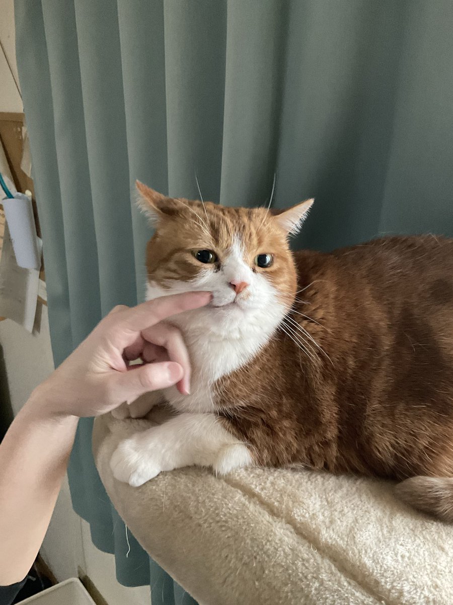 おはようございます☀

ナデナデされて、まんざらでもない様子🥰