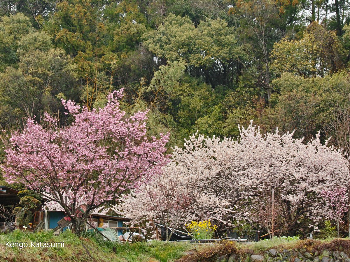 「紅白」 2024.03.25 #桜 #お花見 #大雄紅桜 #春めき桜 #大雄町 #花咲く里山 #南足柄市 #ｶﾀｽﾐ日記 #SIGMA #sdQuattro #Foveon #flowers #photography #japantravel 桜 お花見 大雄紅桜 春めき桜 大雄町 花咲く里山 南足柄市 ｶﾀｽﾐ日記 SIGMA sdQuattro Foveon flowers photography