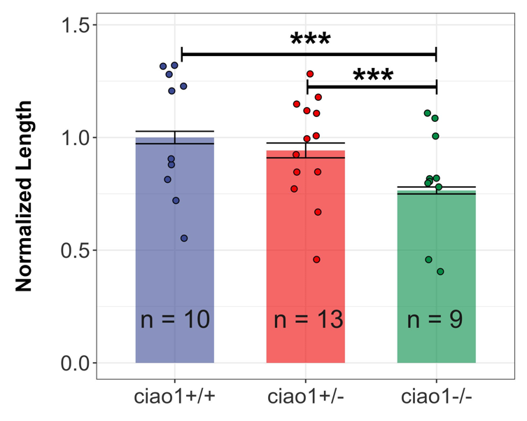 Hiding in plain sight: #Cofactors may be the missing link between #raredisease #phenotypes and genetic diagnosis bit.ly/3xsJz8I #neurodegeneration #zebrafish #CIAO1 #MMS19 #ironsulfurclusters