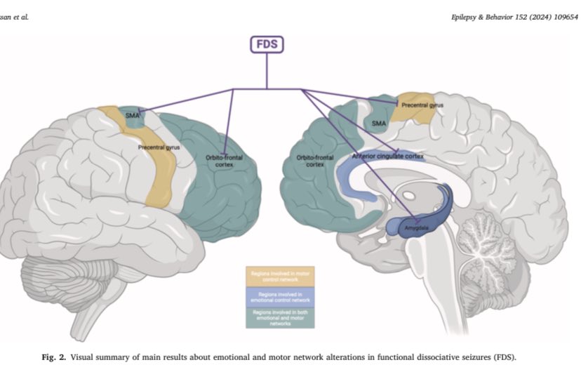 Structural and functional changes associated with functional/dissociative seizures: A review of the literature - Epilepsy & Behavior epilepsybehavior.com/article/S1525-…