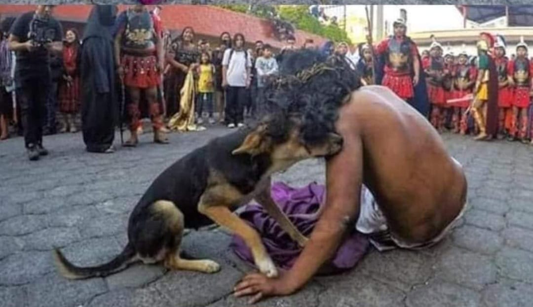 OSNMITALY's tweet image. "Durante una drammatizzazione della Via Crucis, dove gli attori fingevano di torturare colui che impersonava Cristo, un cane randagio è intervenuto per difenderlo.
No, non è un simpatico siparietto. È la dimostrazione che la nobiltà d'animo non va insegnata e non ha bisogno di