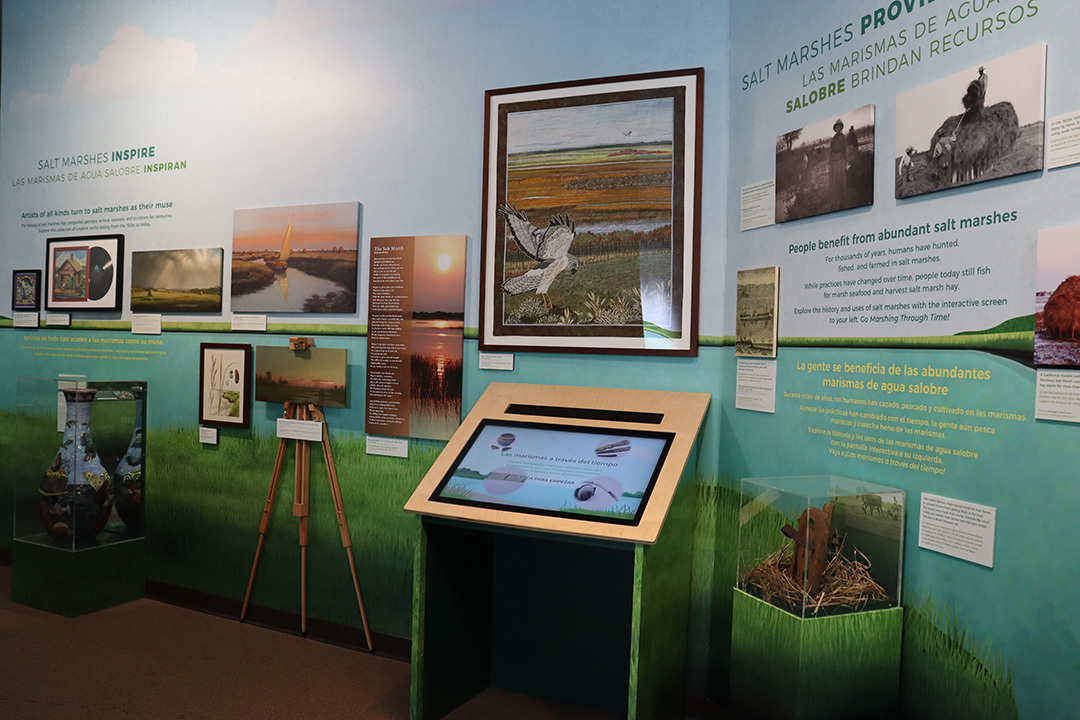 🌊 @MaritimeAqua is making waves with a unique new exhibit, Life Among the Grasses, that spotlights the diverse animals and plants found in the #SaltMarshes of Long Island Sound 🐢🌱💧. Read more in Connect: bit.ly/49tkOa4. #Aquariums #Norwalk #Connecticut #LongIsland