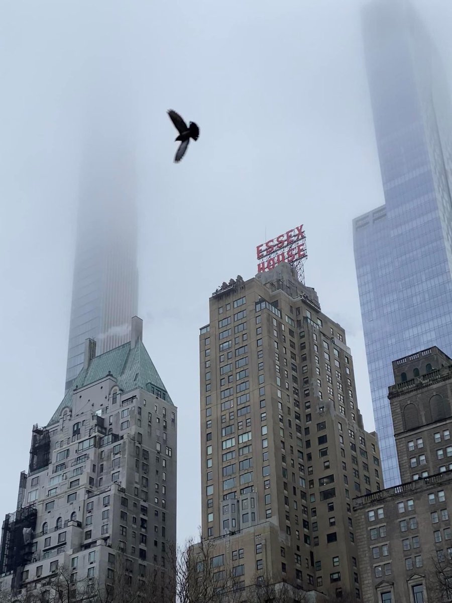 sunlander's tweet image. 