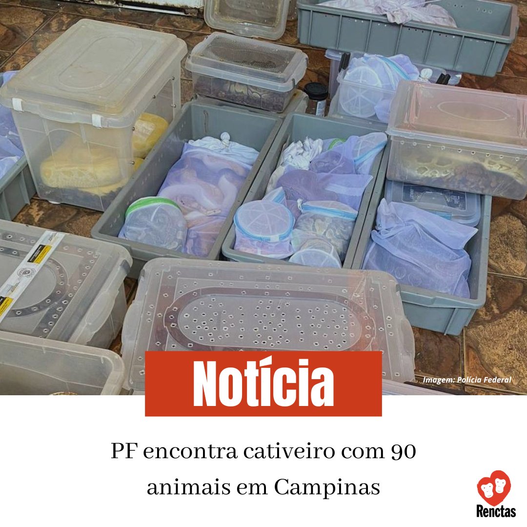 Leia a matéria completa em: gov.br/pf/pt-br/assun…

Imagem: Divulgação Polícia Federal

#renctas #tráficodeanimais #políciafederal #campinas #fiscalizaçãoambiental #faunasilvestre #bastadecaça