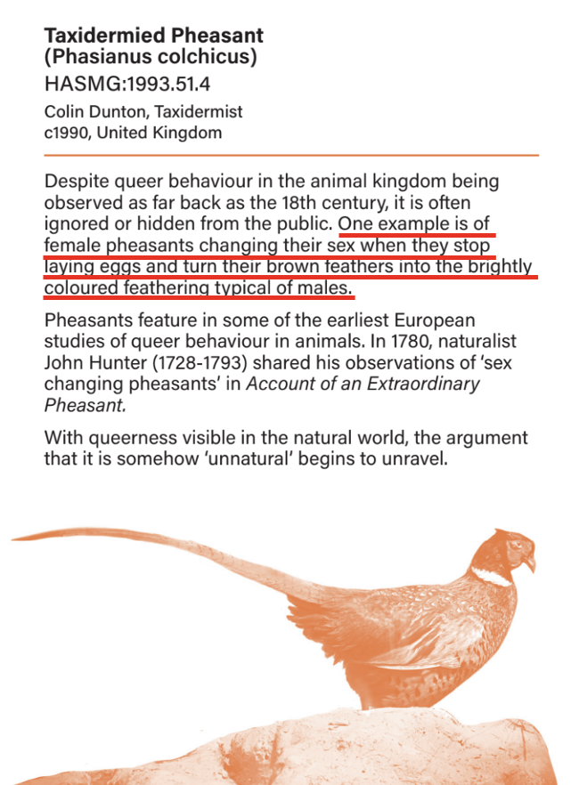 SwipeWright's tweet photo. The @hastings_museum in the UK is promoting sex pseudoscience in their LGBTQI+ History exhibit. 

The exhibit falsely claims that females of the common pheasant (Phasianus colchicus) "change their sex when they stop laying eggs and turn their brown feathers into the brightly colored feathering typical of males."

This is simply false. 

The females do not change their sex—their plumage simply changes to the coloration typical of males, likely due to hormonal changes. In order for this to be a female-to-male sex change, the females would have to start producing sperm. They don't. 

Now, some animals can change their sex. So why does the Hastings Museum choose to highlight these pheasants instead of actual examples of animals changing sex, like clownfish? 

I know why. It's because they want to push the false notion that changing secondary sex characteristics in humans, like breasts, facial hair, voice pitch, and other aspects of one's physical appearance, literally changes a person's sex. This ideological pseudoscience forms the premise of "gender-affirming care," where gender specialists believe they are able to literally change a person's physical sex to "match" their "brain sex" (i.e., gender identity). 

This ideology is everywhere, and it's far from benign.