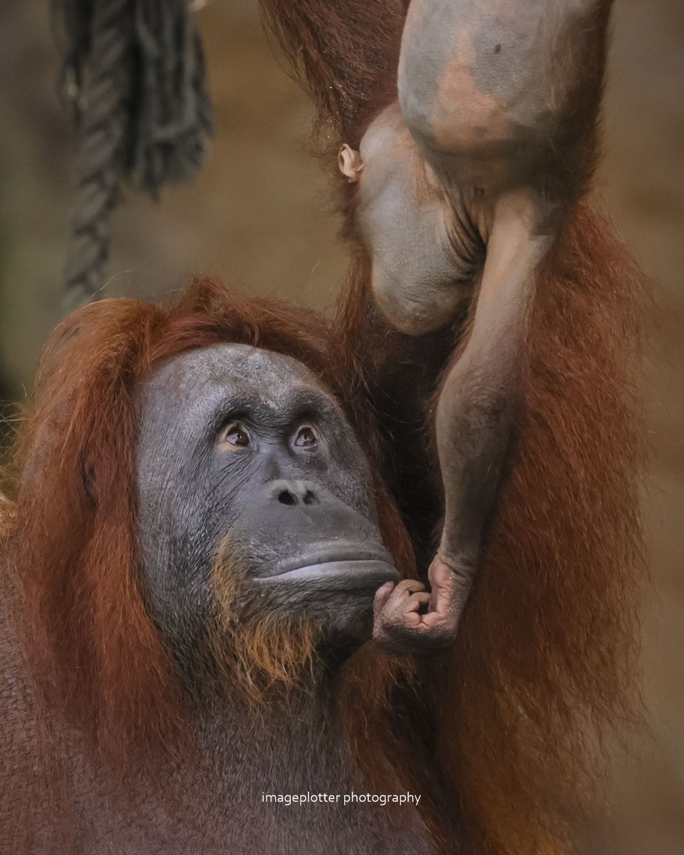 Today, I've mostly been standing quietly, being mesmerized by these absolutely beautiful creatures. What a privilege to share a planet with them. Why do we destroy their habitat, why do we destroy so many habitats? It cannot go on, we must protect this planet. Please!