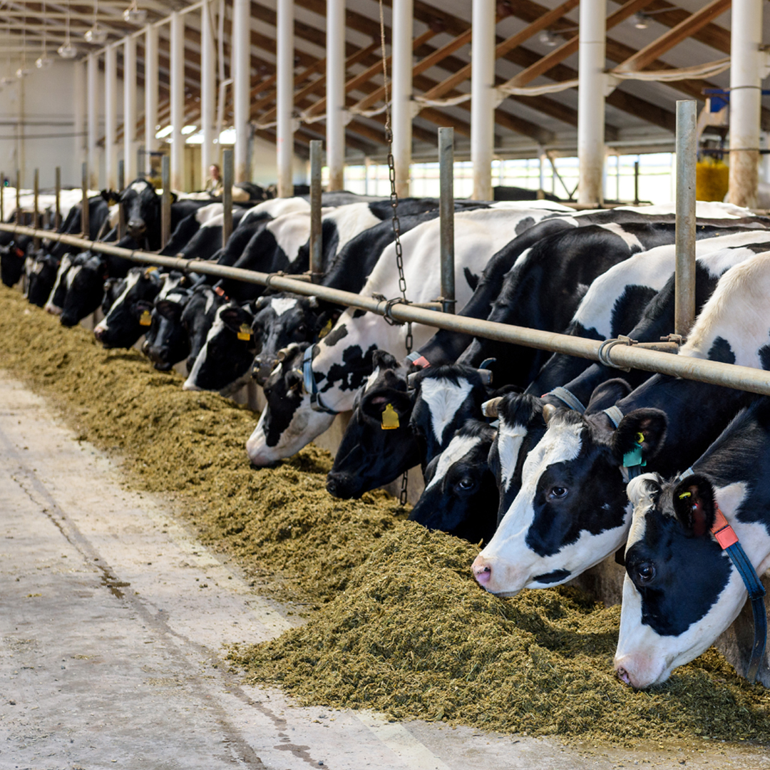 La grippe aviaire (influenza aviaire hautement pathogène) a été détectée dans le lait non pasteurisé provenant des bovins laitiers malades aux États-Unis. L'ACIA n’a pas détecté la grippe aviaire chez les bovins laitiers ou d’autre bétail au Canada.

bit.ly/3TLqENU