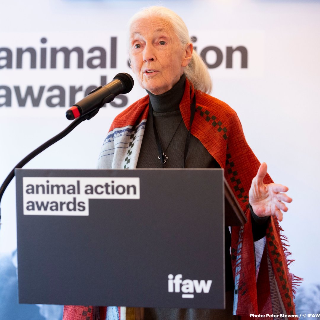 Wishing a Happy 90th Birthday to our good friend and IFAW Global Ambassador @JaneGoodallInst! You are an inspiration. 🎂💙