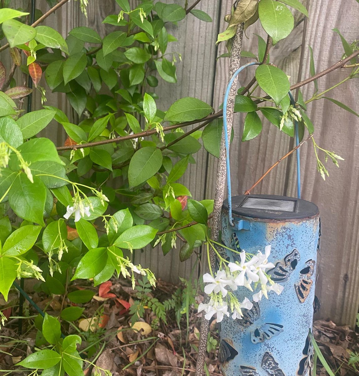 Backyard Jasmine in bloom