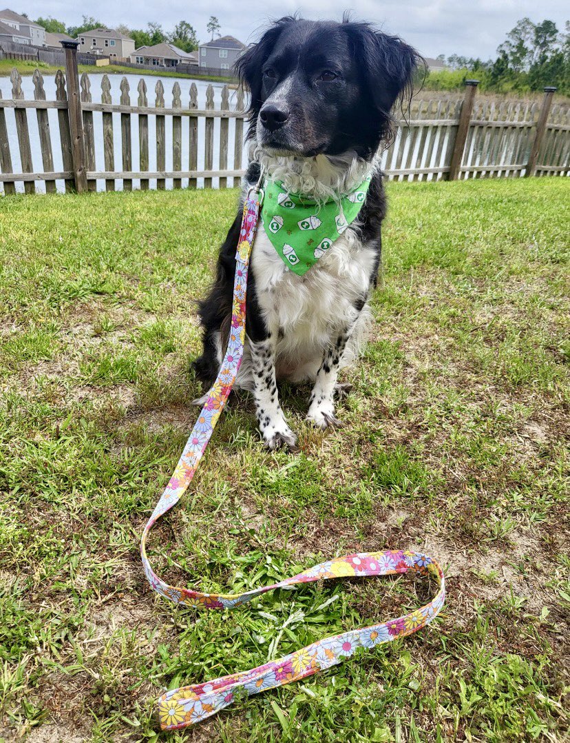 Check out our Super Cute flower Leash!! Order yours now!🐶🐾 $25 plus shipping!🐾🐶

#dogsoftwitter #dogmoms #smallbusinesses #DogLeash #flowers #dogs