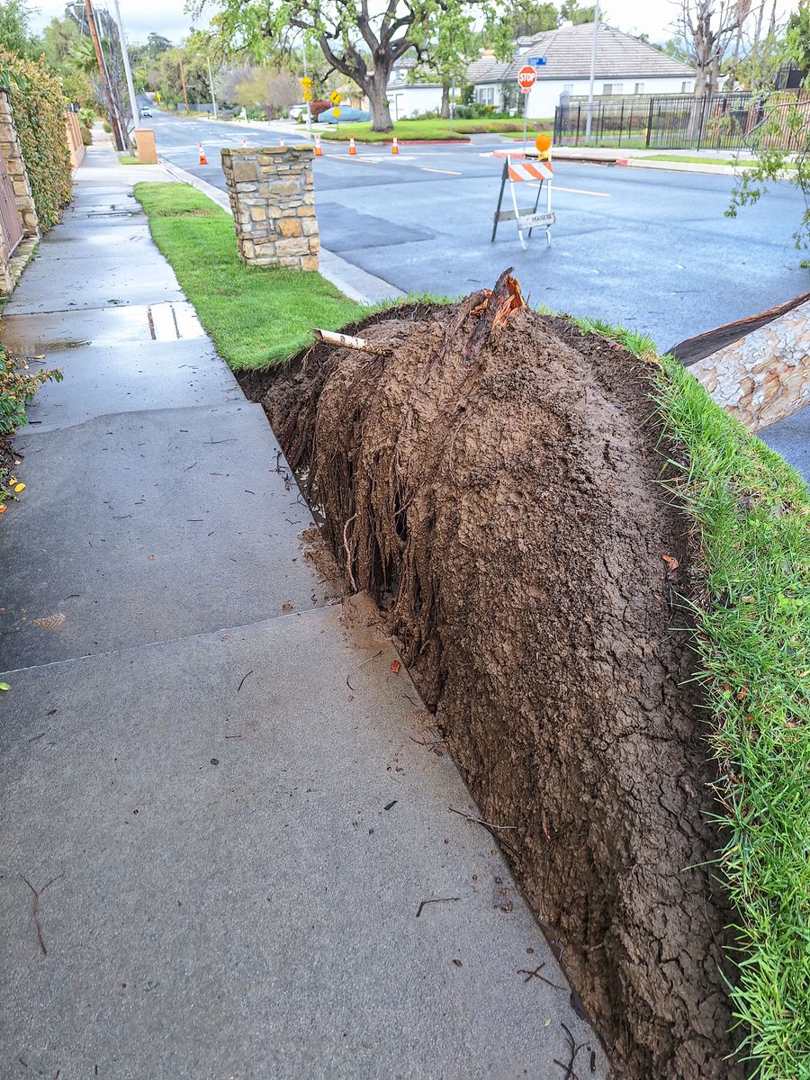 BSSLosAngeles's tweet photo. During last weekend's rain, StreetsLA responded to a tree emergency in #CD12.
Our crew was able to clear a tree that had fallen and was blocking Baden Ave in West Hills. Thank you for your work!
@councilmemberjohnlee @LACityDPW https://t.co/CIz9y7cZVw