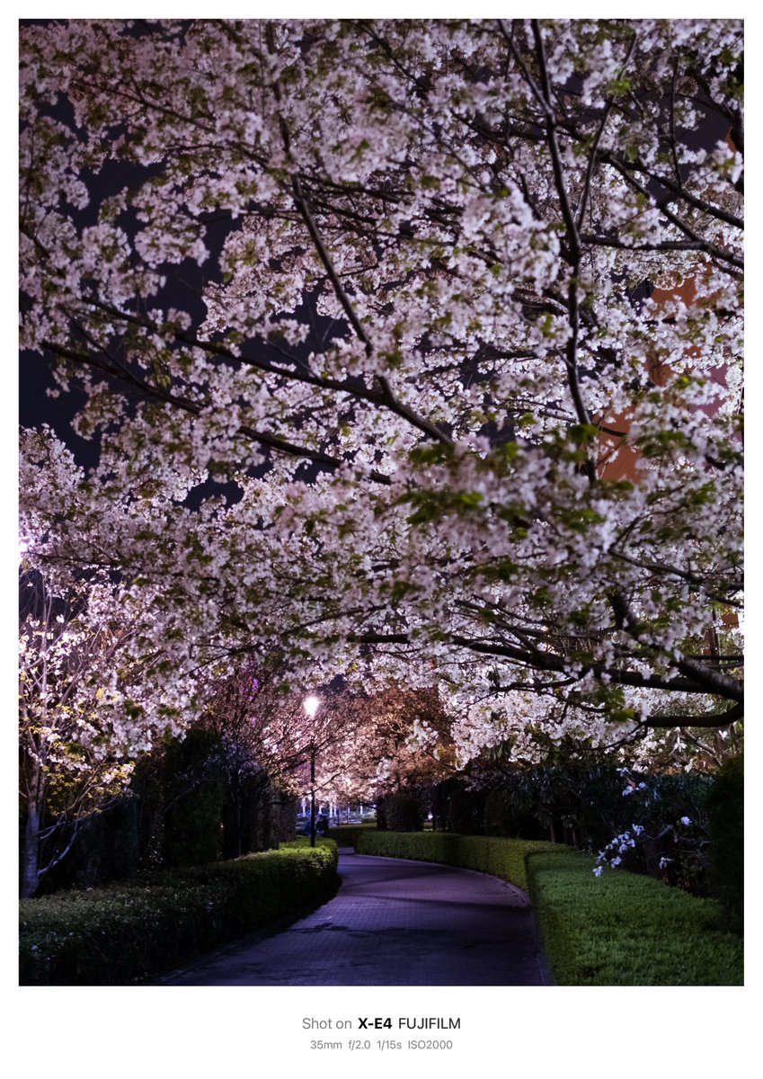 ・FUJIFILM X-E4+XF23mmf2

夜桜トンネル🌸

#写真好きな人と繫がりたい
#カメラ好きな人と繋がりたい