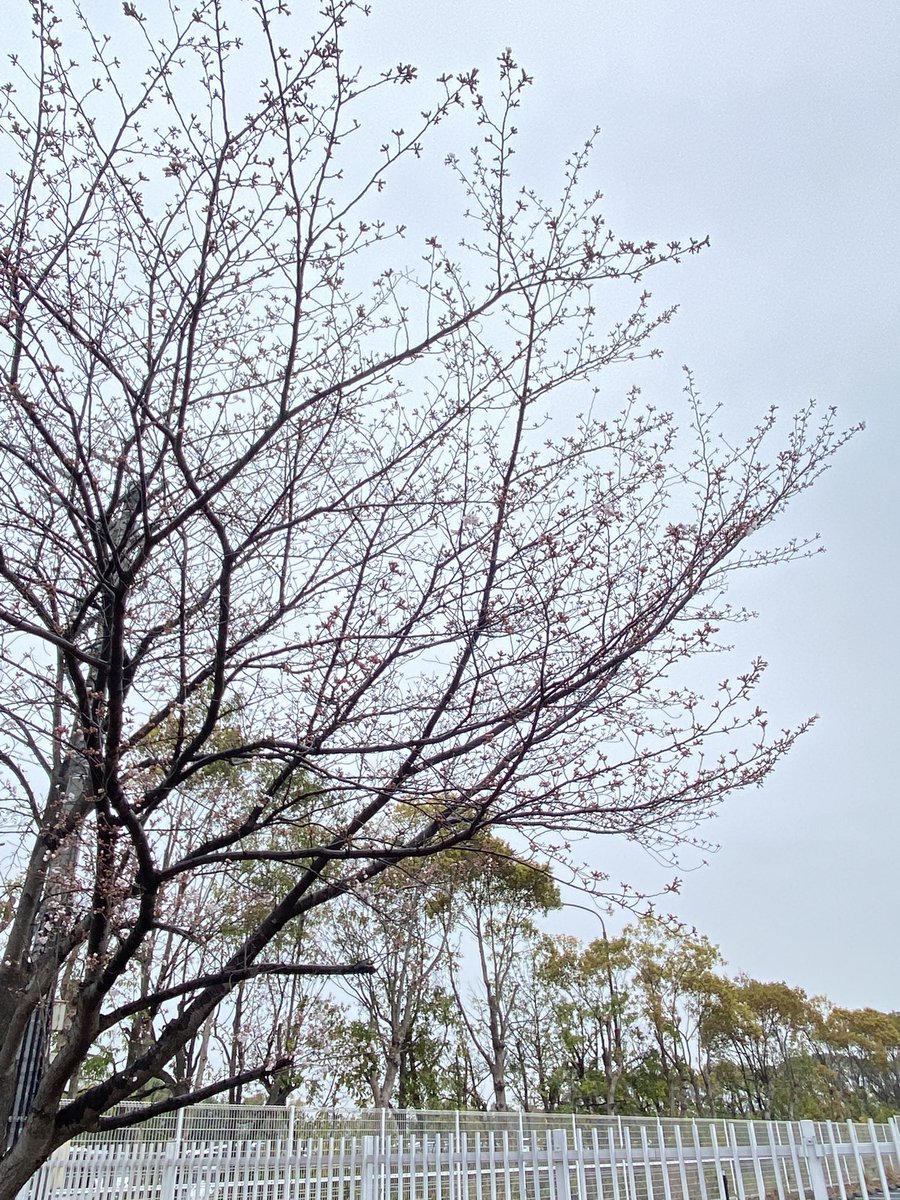 「おはようございます。雨ー!小学校の今日の桜は1分咲き?ヒヨドリが花をつつきにきて」|しんりんがく@【と04a】COMITIA144のイラスト
