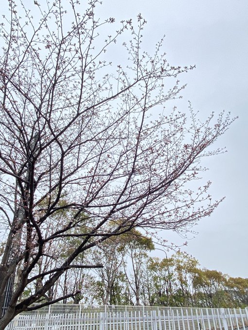 「枯れ木 木」のTwitter画像/イラスト(新着)｜3ページ目