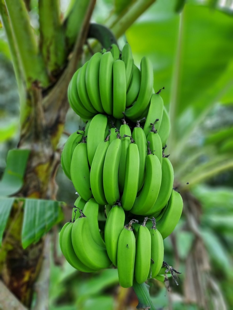 WibCar's tweet photo. Bananas 🍌, papaya, pineapple 🍍 and raspberries never tasted better than fresh from the eco garden. #liamuiganaturalfarm #ecotour @StKittsTourism https://t.co/gCSjvFyEhq