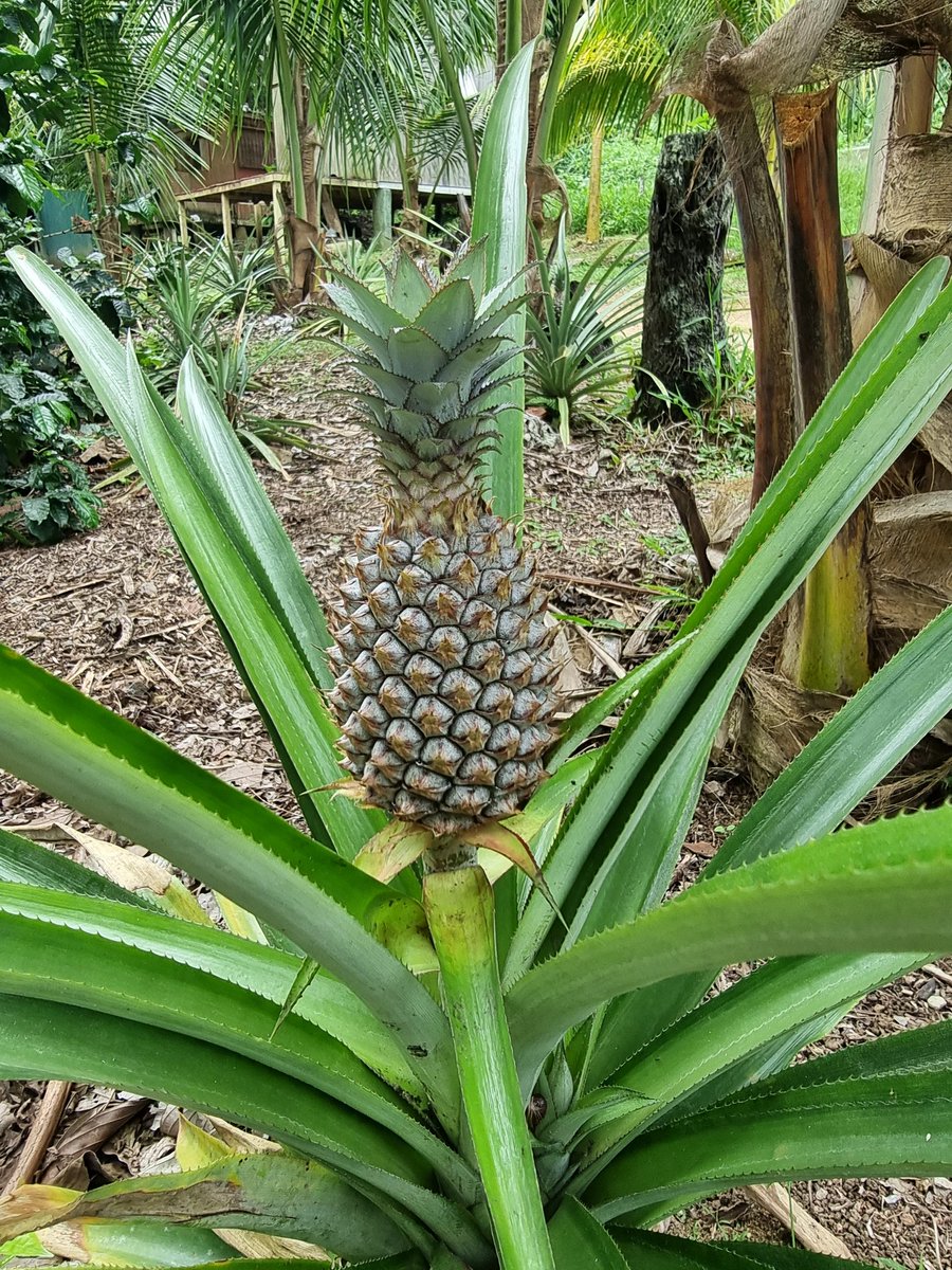 WibCar's tweet photo. Bananas 🍌, papaya, pineapple 🍍 and raspberries never tasted better than fresh from the eco garden. #liamuiganaturalfarm #ecotour @StKittsTourism https://t.co/gCSjvFyEhq