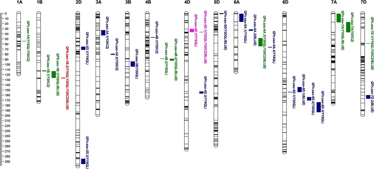 Major QTL for falling number trait in common wheat found.

rdcu.be/dBzUQ