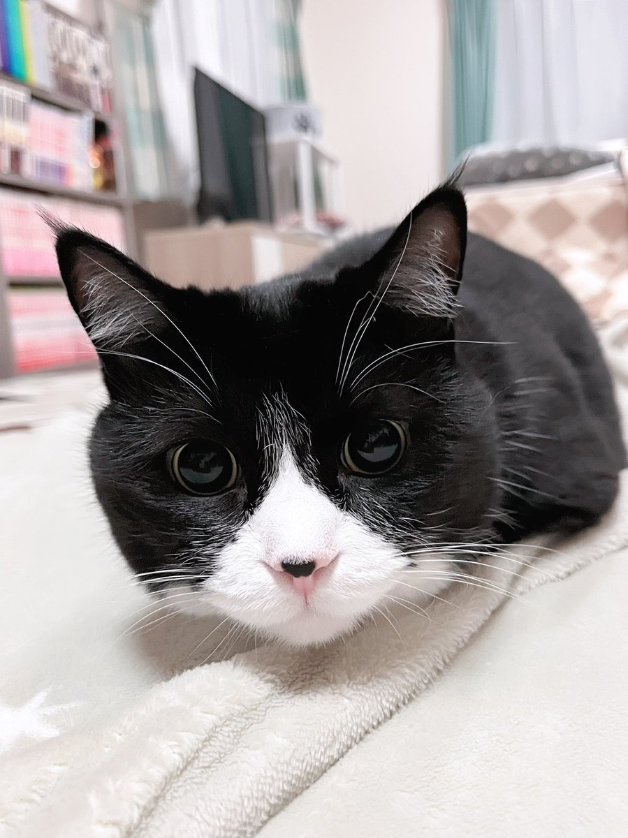 お久しぶりのおはにゃん😻💖
変わらずシュシュは元気ですっ🐾‼️