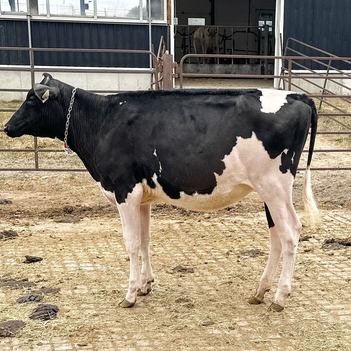 millenfarms's tweet photo. Selling as lot 48 in the Kingsway Tag Sale, Millen Sidekick Maverick. Summer yearling x  Glennholme Mario Merciless VG 86 All Canadian. She’s got the looks to get the job done. April 5 -6 at Kingsway Farms. https://t.co/QBS1xxU58b