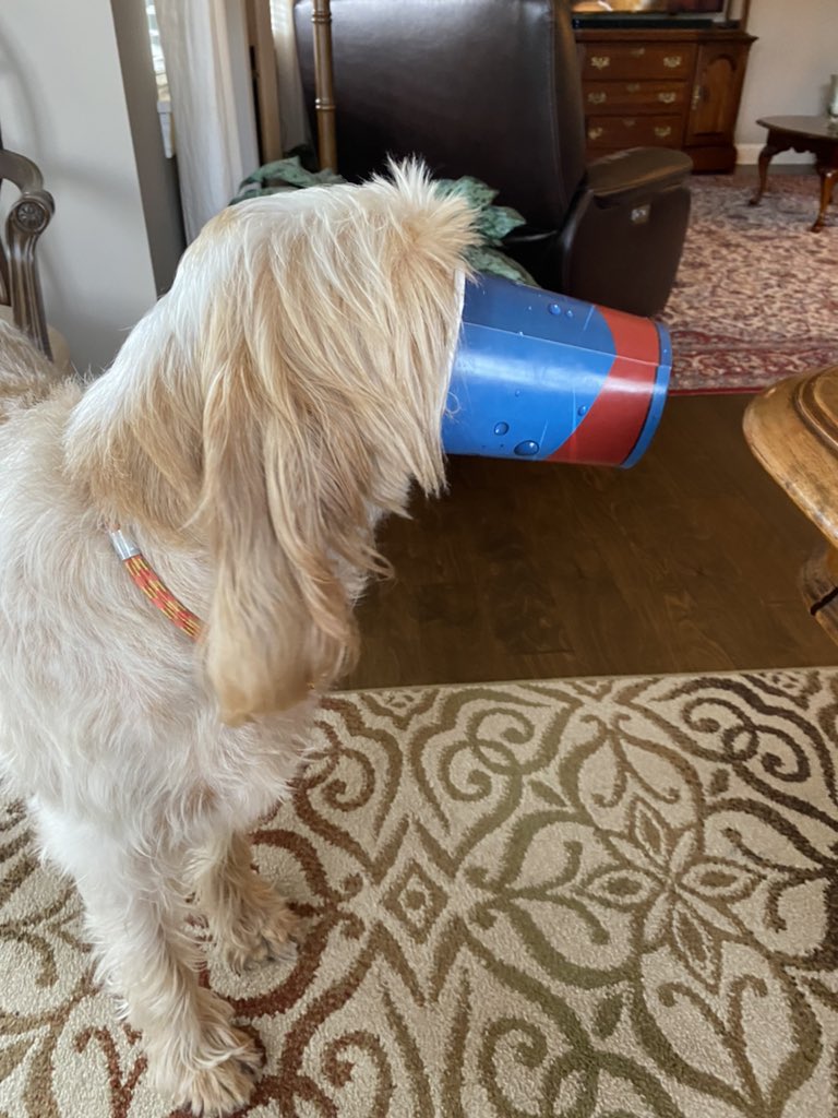 PapaCasto's tweet photo. My #spinone apparently likes #spumoni https://t.co/Np0eStU07W