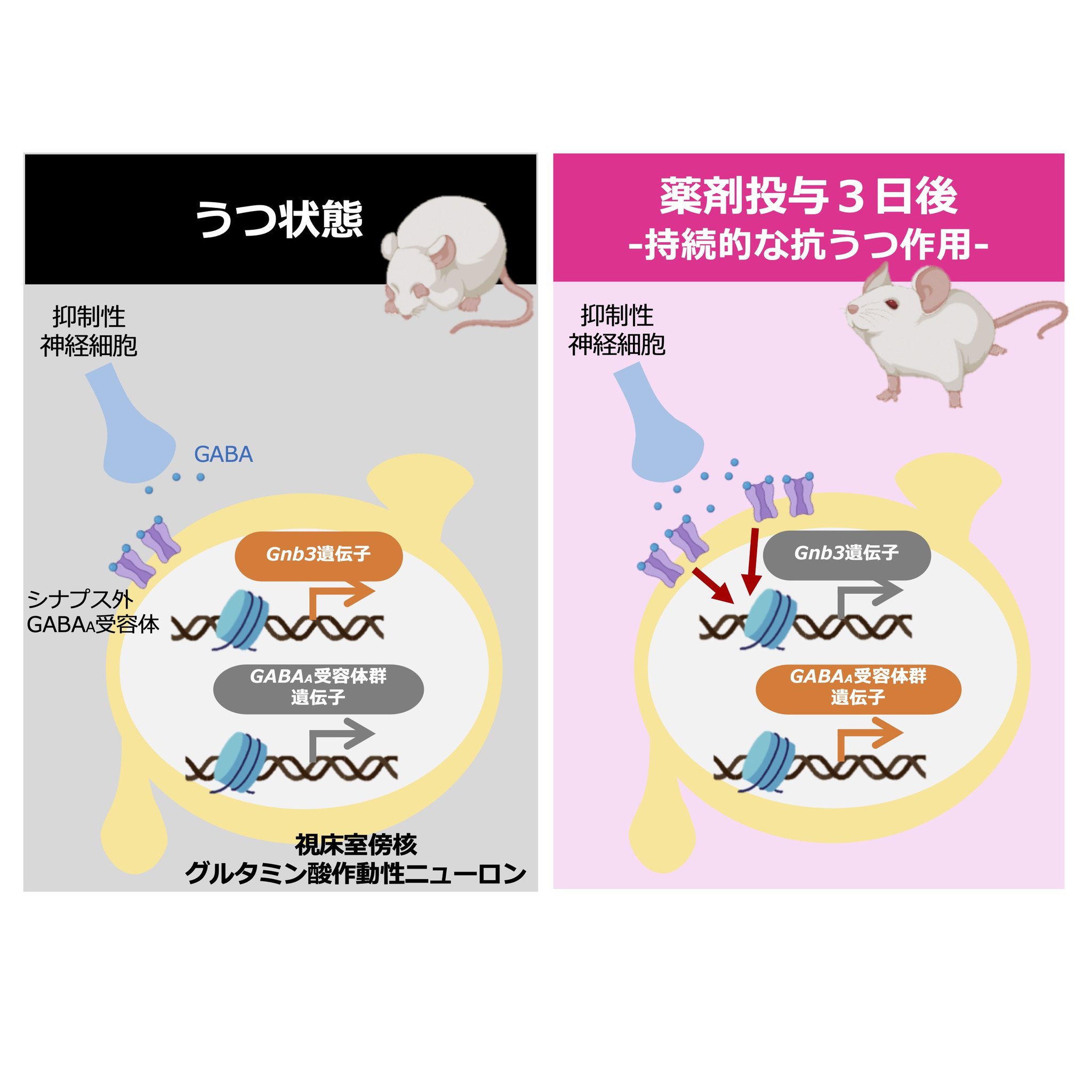 Amazon.co.jp: 現代の医学的研究方法:質的・量的方法、ミクスト