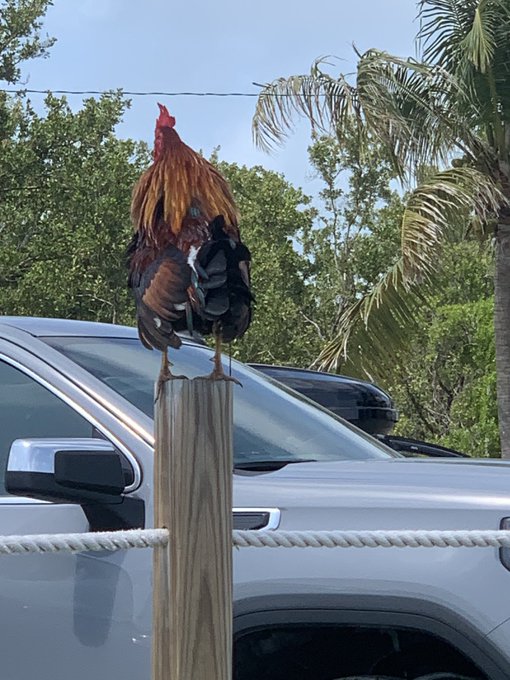 Yo, they got free range cock down here, just roaming around. #Keys #KeyWest #BiCoastalAF https://t.c<a href="/tag/keys"class="tags"><span>#keys</span></a><a href="/tag/keywest"class="tags"><span>#keywest</span></a><a href="/tag/bicoastalaf"class="tags"><span>#bicoastalaf</span></a>