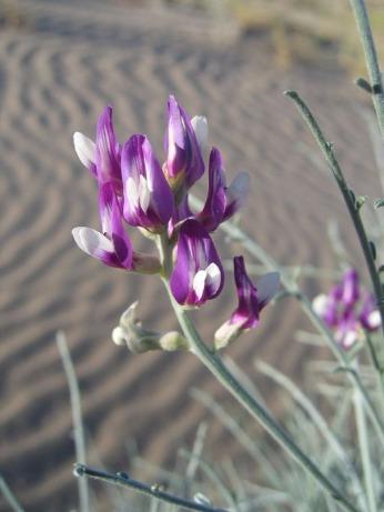 In the arid sand dunes of southern California, where temperatures peak over 120 degrees Fahrenheit and winds gust over 30 miles per hour, the resilient Peirson’s milk-vetch plant thrives. Read about how BLM works to protect the Peirson's milk-vetch: ow.ly/bY7g50R75aJ