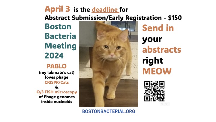 Call for early registration for BBM2024! Register/Submit your abstracts by April 3rd! 30th year birthday 🎂😎bash of bacterial genetics🧬🦠, physiology, host pathogen interx, & phage! Keynote speaker is one of 🇨🇦 finest phage biologists @joeBondyDenomy ! 🔥