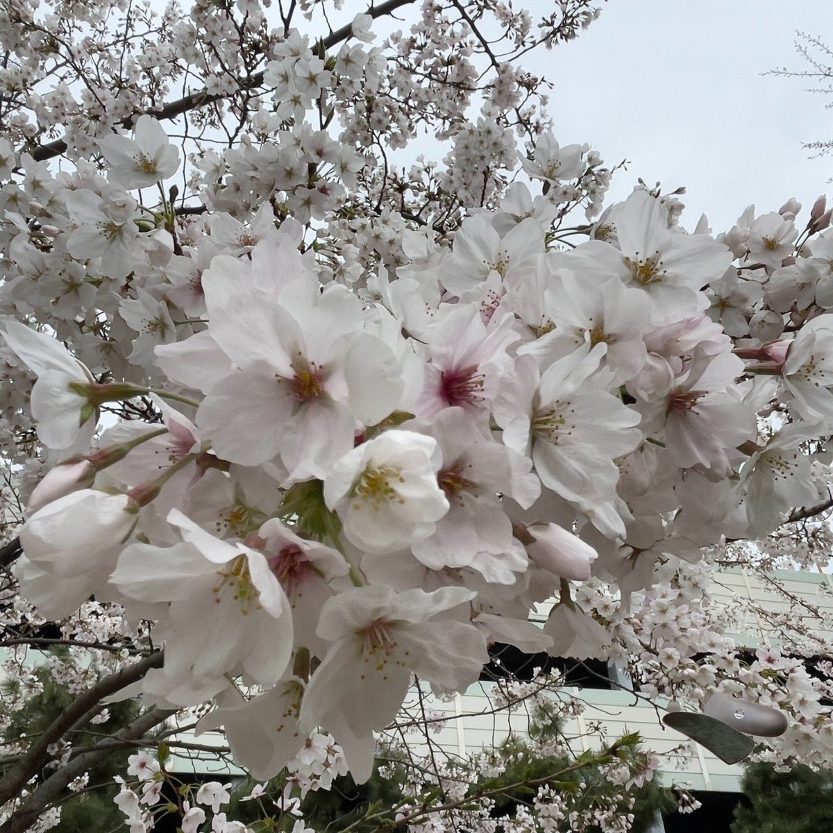 NWPL_Japan's tweet image. 朧月の月見と花見朝ラン10K。気持ちのいい朝のスタートです。
ㅤㅤㅤ
次のレースはFUJI100です。

#FUJI100
#トレイルランナーにこそファンクショナルインソールが必要だ 
#NWPL(Northwest Podiatric Laboratory) 
#ファンクショナルインソール
#LifeOTC
#感動のインソール
#捻挫に強くなる