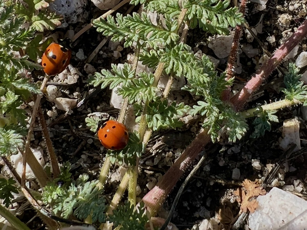 While on a hike today, I found some ladybugs🐞. Ladybugs signifying that luck and happiness are on the horizon. I wish everyone happiness and good fortune. #spring #nature #flowersl #summer #love #beautiful #instagood #flower #springtime #sun #picoftheday #photo #sunshine🌞