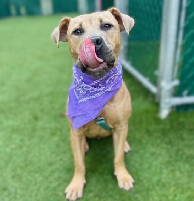 Surrendered at just 12 months old because her owner "wants another dog", Diamond 196296 is a young and beautiful puppy who could lose her life Thursday in NYCACC. With the best behavior rating, she's known to be friendly and outgoing with strangers, kids and other dogs. Social,