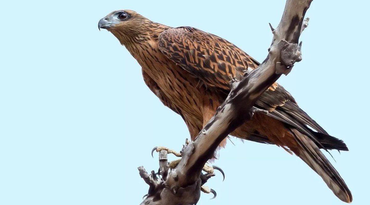 For today’s #WildlifeWednesday is the endangered Red Goshawk (Erythrotriorchis radiatus). Found across northern Australia, typically in intact woodlands and forests, they mainly hunt birds. Major threats include habitat loss and changes to fire regimes. Pic: John Stirling.