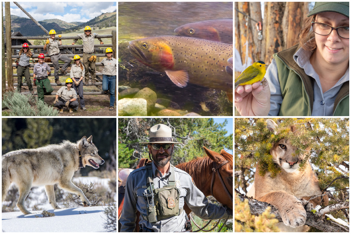 From wildlife research to visitor safety, youth education and Tribal engagement, Yellowstone Forever is currently fundraising for 30 critical park projects. Read more about each of these important projects that YF supports through your generosity at yellowstone.org/projects-we-fu….