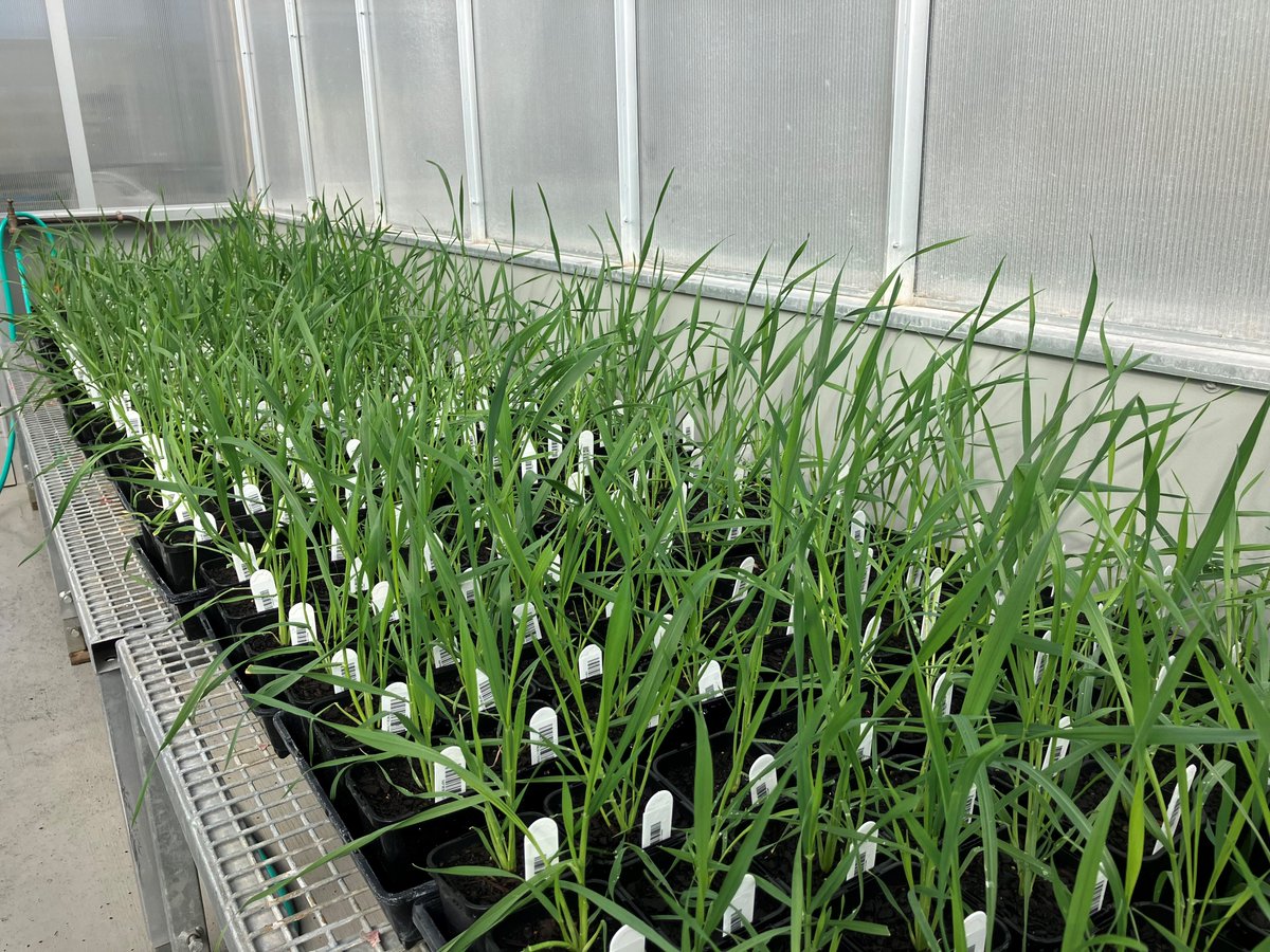 🍂 It's starting to feel like Autumn in Canberra but it's still warm & sunny in the glasshouse. 🌾 Wheat pre-breeding activities are go @ourANU