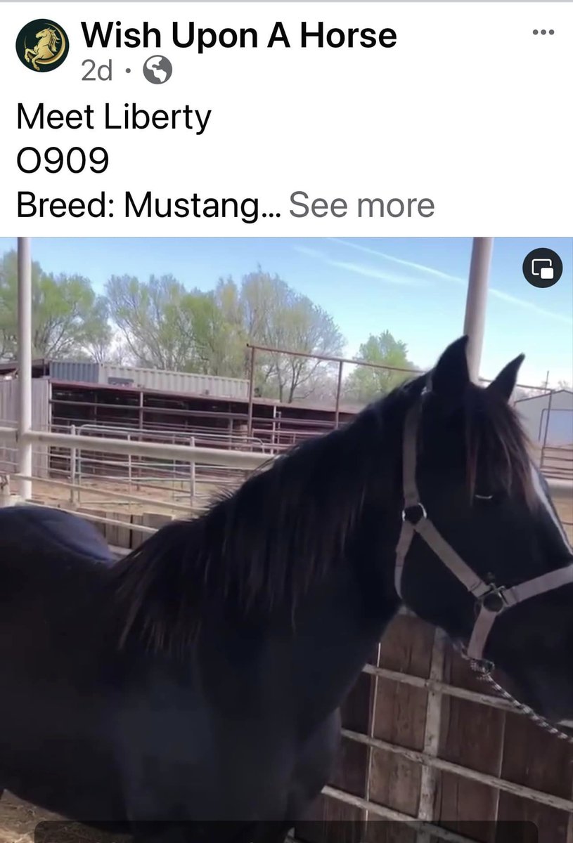 #Emergency fundraiser to #help 3 BLM mustangs in OK kill pen tagged for Slaughter that can go to a Great Home in New York $900 needed for all 3 & can be picked up TOMORROW AM All New Donations will go toward Saving these 3 #wildhorses paypal.com/donate/?hosted………