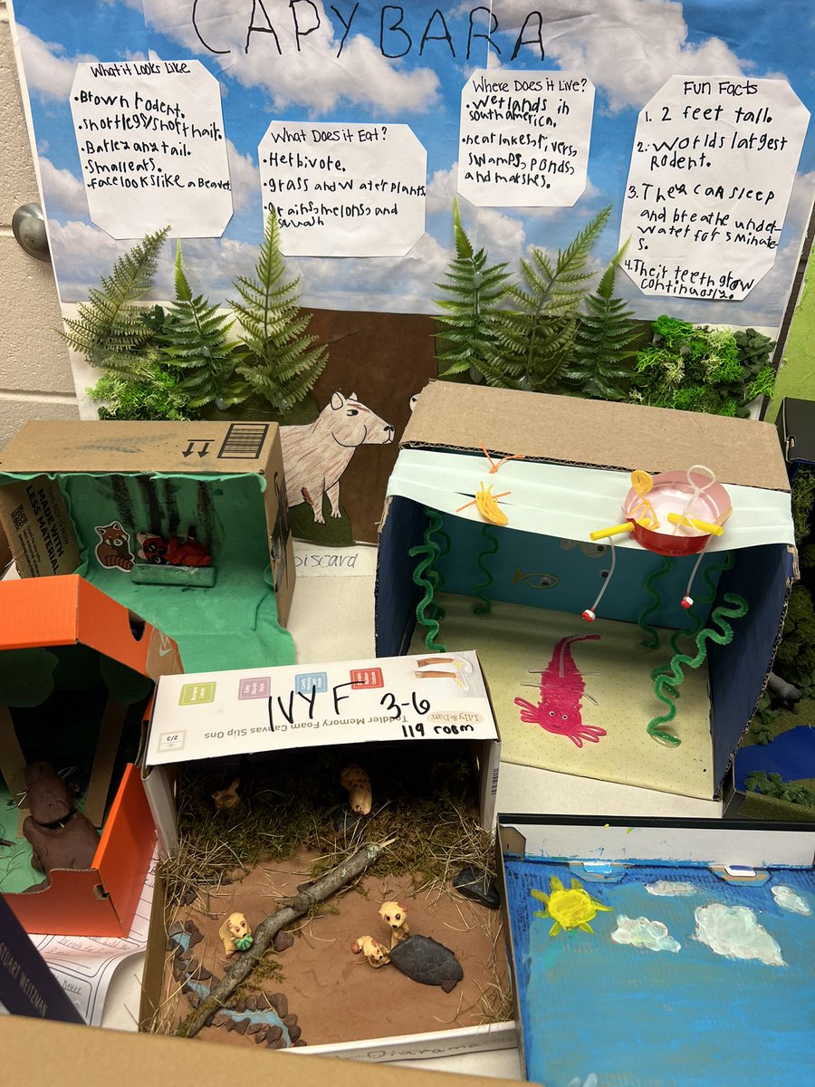 ClassWithMissK's tweet image. 3-6 students chose an animal to research and then created a diorama showing their habitat. I have loved listening to their presentations!