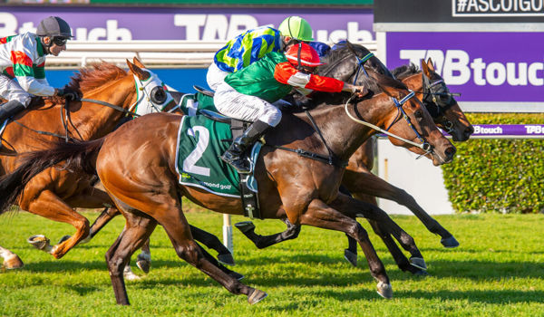 “She’s drawn perfect, will be one off the fence somewhere and ready to let rip on straightening.” @Simon_Miller_ on Amelia's Jewel ahead of her anticipated return in Saturday's Roma Cup #GiddyUp